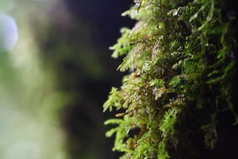Close up moss on tree Stock Photos