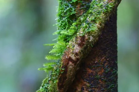 Close up moss on tree Stock Photos