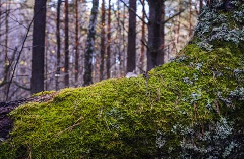 Close up of Moss on tree. 스톡 사진