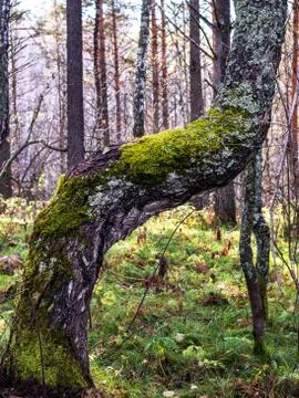 Close up of Moss on tree. Fotos Stock