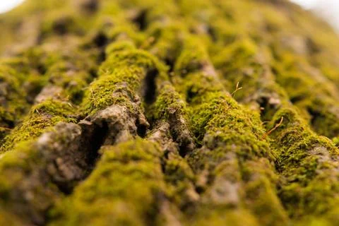 A   close   up   of   moss   on   a   tree Foto stock