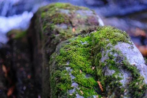 Close-up of moss on a tree trunk 16 Stock Photos