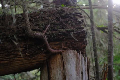 Close-up of moss on a tree trunk 19 Stock Photos