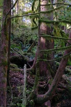 Close-up of moss on a tree trunk 2 Stock Photos