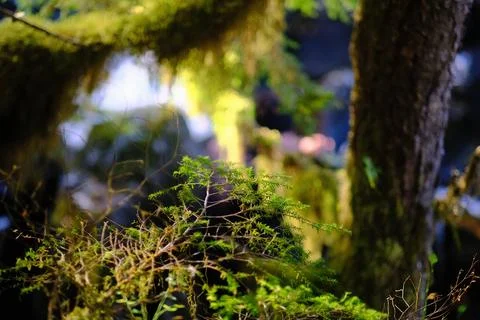 Close-up of moss on a tree trunk 21 Stock Photos