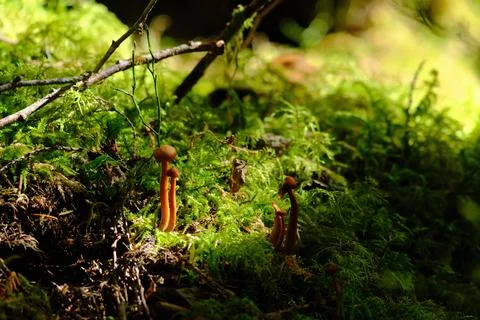 Close-up of moss on a tree trunk 7 Stock Photos