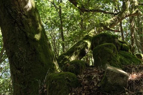 Close-up of moss on the tree trunk of an ancient forest tree Stock Photos
