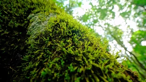 Close up of moss on a tree trunk with dappled sunlight filtering through leaves Stock Footage 344241545