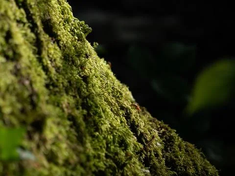 Close-up of moss on a tree trunk in a dark forest Fotos de archivo