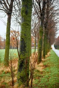 Close up, Moss on tree trunk. Old trees with lichen and moss Stock Photos