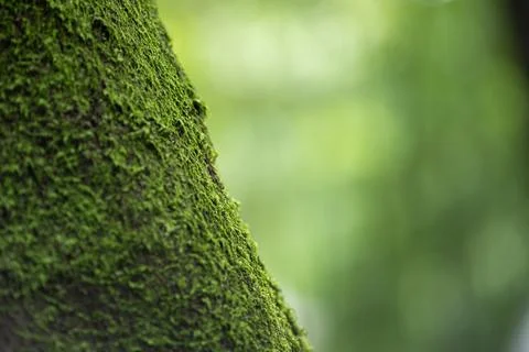 Close up of Moss on tree trunk, Stock Photos