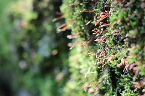 Close up of moss on tree trunk, a terrestrial plant groundcover 스톡 사진