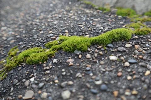 Close up of moss on wall Stock Photos