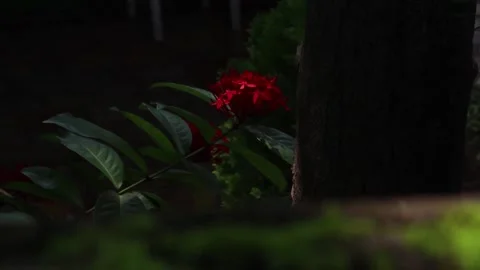 Close up of Moss on wall surface and after focus on red flower Stock Footage 162471678