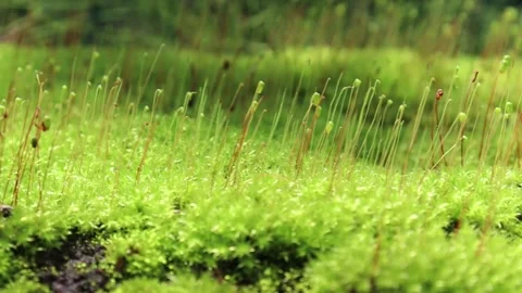 Close up of Moss on wall surface Stock Footage 162468136