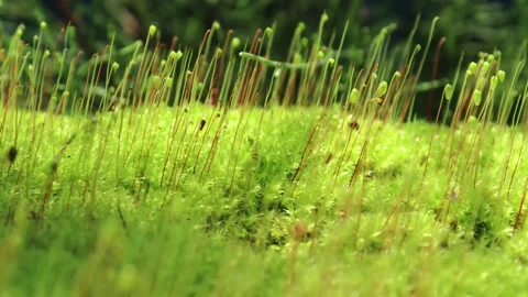 Close up of Moss on wall surface Stock Footage 162468555