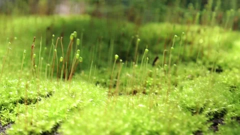 Close up of Moss on wall surface Stock Footage 162468704