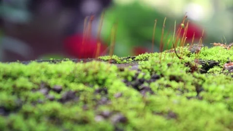 Close up of Moss on wall surface Stock Footage 162472491