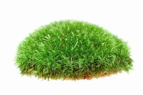 Close up of moss on white background Stock Photos