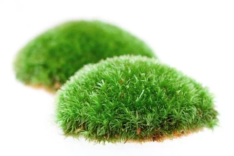 Close up of moss on white background Stock Photos