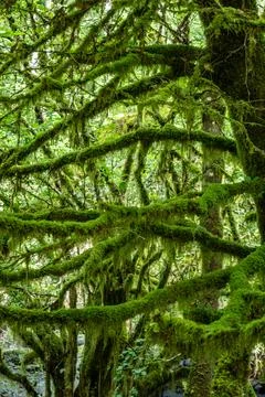 Close up of a mosscovered tree in a dense forest area Foto stock