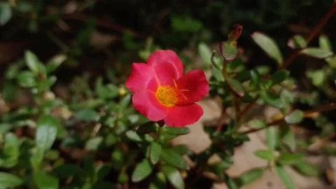 Close up of mossrose plant Stock Photos
