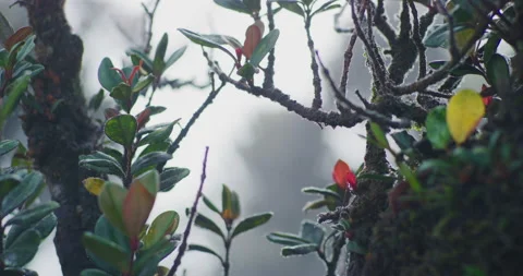 Close Up of A Mossy Forest in Cameron Highlands, Malaysia Stock Footage 150829341