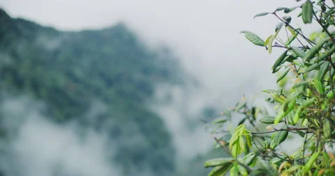 Close Up of A Mossy Forest in Cameron Highlands, Malaysia Stock Footage 150839311