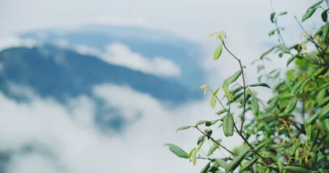 Close Up of A Mossy Forest in Cameron Highlands, Malaysia Stock Footage 150841387