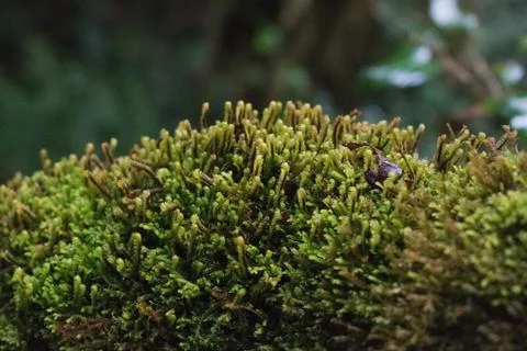 Close up of the Mossy Forest Stock Photos