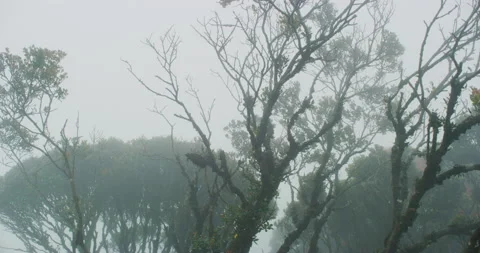 Close Up of A Mossy Forest With Thick Fog in Cameron Highlands, Malaysia Stock Footage 150924626