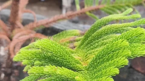 Close-Up Mossy Green Conifer Branches 스톡 동영상 340516724