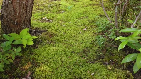 Close Up Mossy Ground Carpet Trees Green Leaves Japanese Zen Garden Japan Stock Footage 343449927