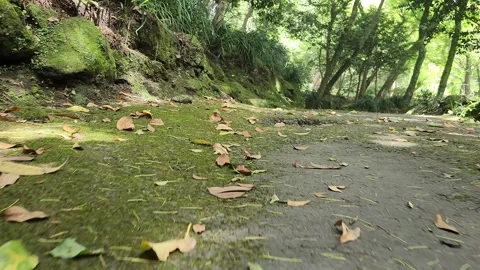 Close-up of mossy ground scattered with dry leaves 스톡 동영상 337698485