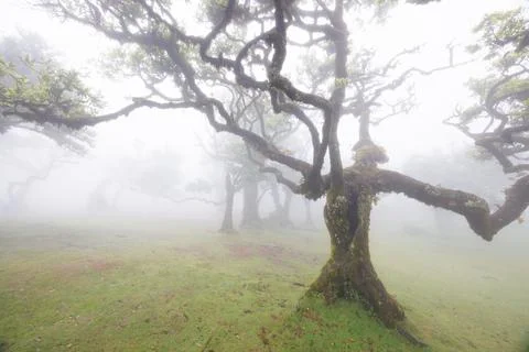 Close-up of a mossy laurel tree trunk shrouded in fog. Mystical Fanal fores.. Stock Photos