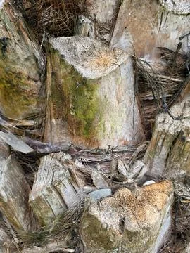 Close-up of mossy palm tree trunks Stock Photos