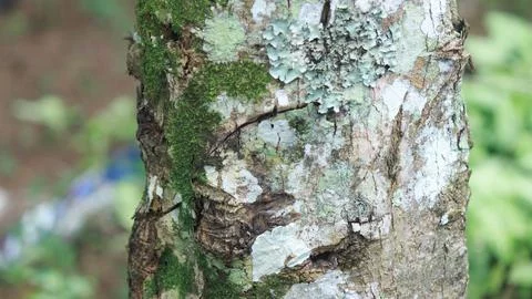Close-up mossy pine tree Stock Photos