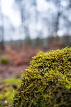 Close-up of a Mossy Rock in a Forest Stock Photos