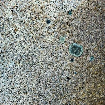 Close-up of a mossy rock surface in the forest Stock Photos