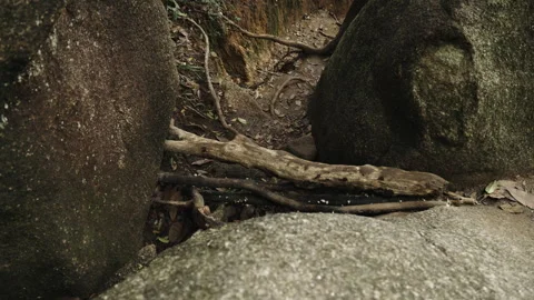 Close-up of Mossy Rocks and Fallen Tree Branches in Forest Vídeo Stock 335436288