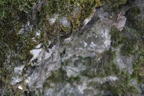Close up of a mossy stone Stock Photos