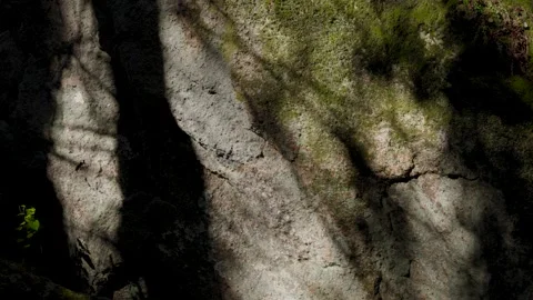 Close-Up of Mossy Stone with Sunlight Shadows Video stock 316685449