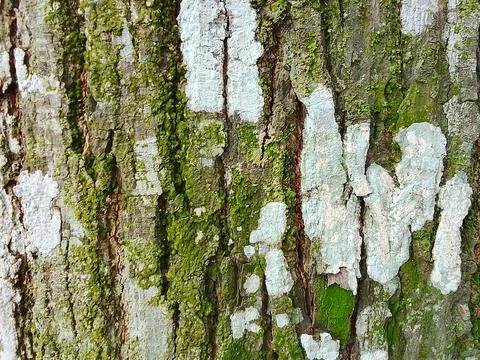 Close-up of mossy textured tree bark with green and white lichen pattern Stock Photos