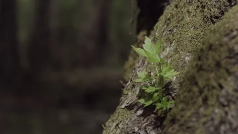 Close-up of Mossy Tree Bark and Green Leaves Stock Footage 282934631