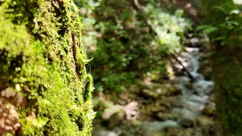 Close Up of Mossy Tree Bark Beside Forest Stream Stock Footage 341334120
