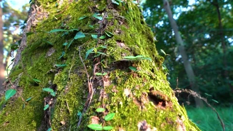 Close up of mossy tree bark with climbing green vines in forest Stock Footage 342253359