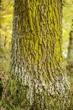 Close-up of Mossy Tree Bark Texture Stock Photos