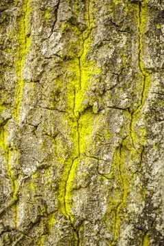 Close-up of Mossy Tree Bark Texture Stock Photos