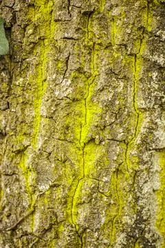 Close-up of Mossy Tree Bark Texture Stock Photos