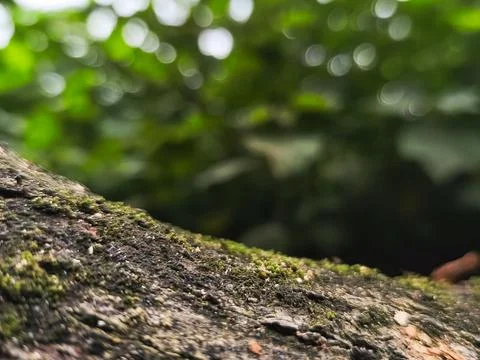 Close Up of Mossy Tree Bark Texture with Beautiful Green Bokeh Background Stock Photos